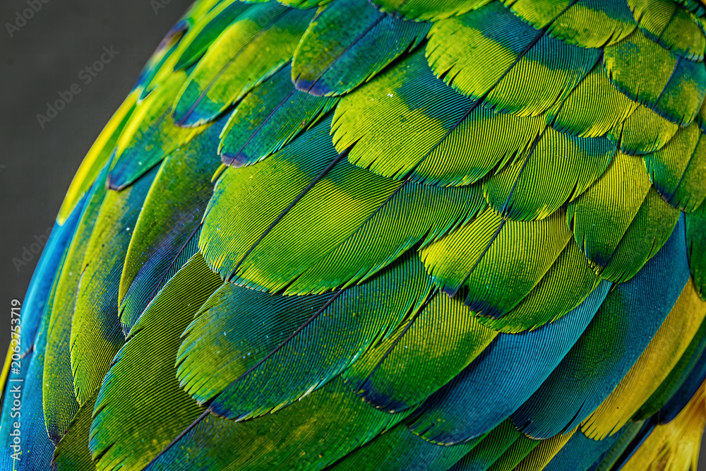 Obraz premium Macro Shot of Emerald Green Parrot Feathers with Structural Iridescence and Tropical Detail