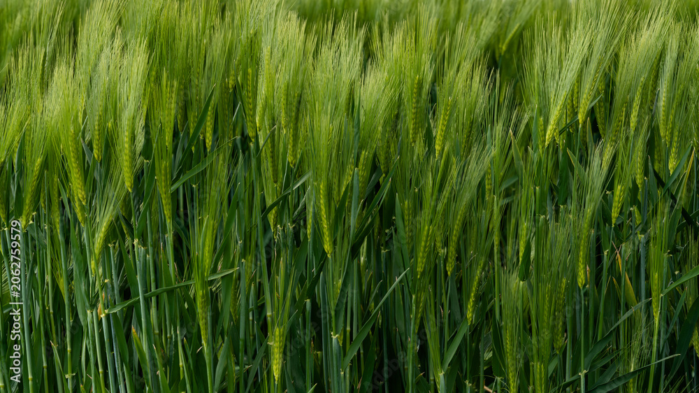 Fototapeta premium Wheat field showing tall green plants swaying gently under the breeze in sunlight during a warm afternoon in spring