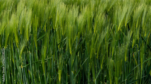 Fotografie Wheat field showing tall green plants swaying gently under the breeze in sunligh