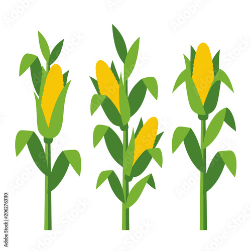 Tableau sur toile Stylized vector illustration of three green corn stalks