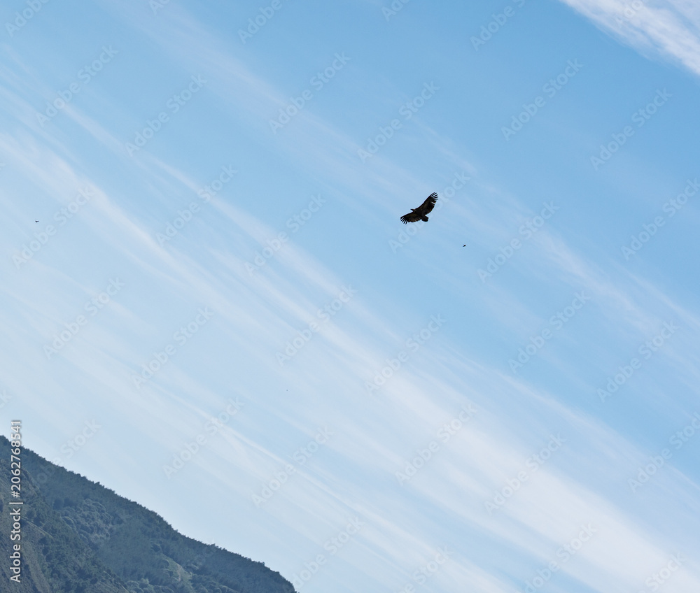 Obraz premium Griffon Vulture Soaring in Wispy Blue Sky