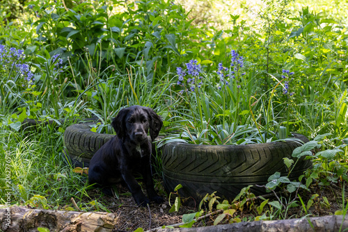 Foto Puppy Black Cocker Spaniel