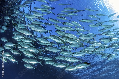 Underwater photo Shoal of bigeye mackerel (Caranx sexfasciatus) forming gyre swimming in blue sea in blue water, Indian Ocean, Indo-Pacific, Tulamben, Bali, Indonesia