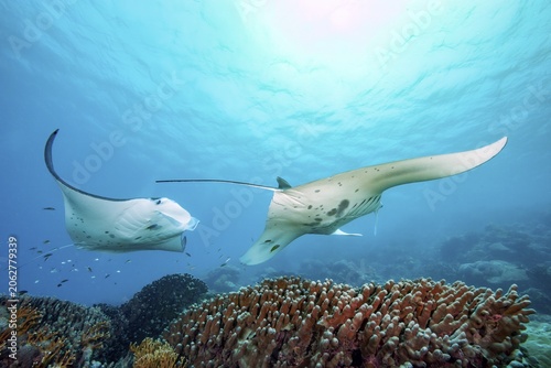 Underwater photo of two specimens of reef manta rays (Mobula alfredi) living close to shore Synonym reef manta ray common name devil ray swimming circling over cleaning station in shallow tropical coral reef with reef-building hard corals (Scleractinia) stony corals, tropical seas, Pacific, Yap Island, Yap State, Caroline Islands, FSM, Federated States of Micronesia, Australia, Oceania