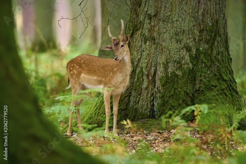 A bourgeois stands hesitantly in front of a large tree in the forest, fallow deer (Dama dama), Germany
