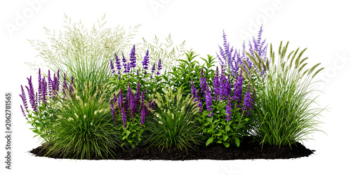 Lush garden border featuring purple salvia flowers and ornamental grasses isolated on a transparent background
