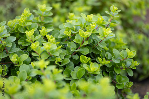 Peperomia rotundifolia plant in sharp focus with blurred plants in the background, highlighting round leaves, trailing growth, and natural bokeh in a nursery setting.