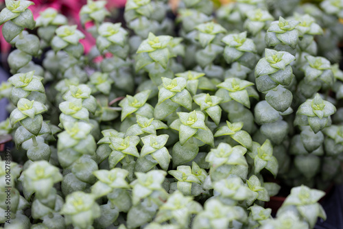 Close-up of Crassula perforata succulent plants in a nursery, showcasing geometric leaf patterns, natural texture, and selective focus.