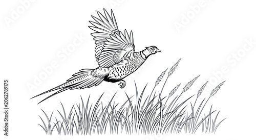 Tableau sur toile Pheasant bird flying over tall field grass in line art style