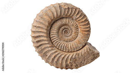Canvas-taulu Detailed spiral fossilized ammonite ancient sea shell stone isolated on transpar