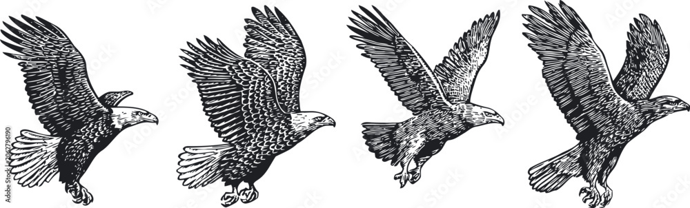 Fototapeta premium black eagle illustrations flying set soaring wild bird detailed sketch collection