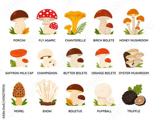Mushrooms poster for learning. A collection of various types of edible and inedible mushrooms.