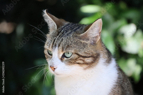Canvastavla Three-quarter profile portrait of a green-eyed tabby cat looking away against gr