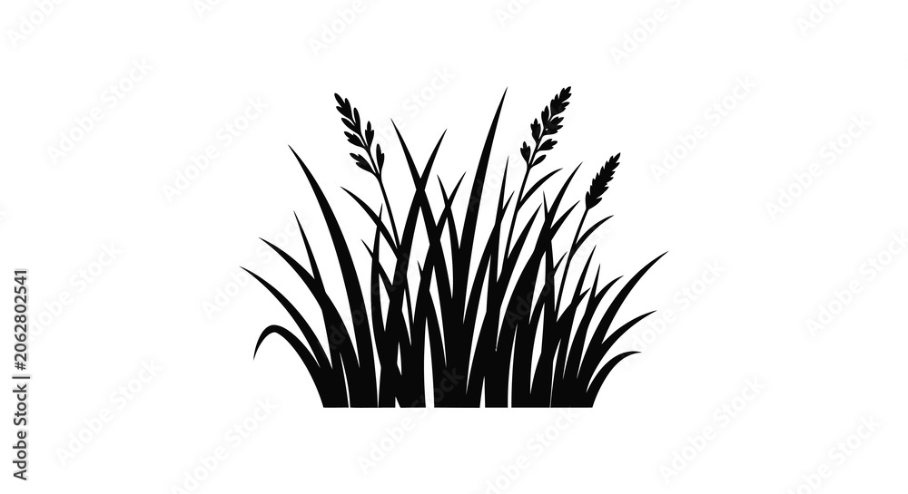 Obraz premium Tall Grass Silhouette Against A White Background