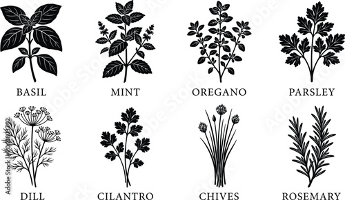 Canvastavla Fresh culinary herbs black silhouette icon set including basil mint oregano pars