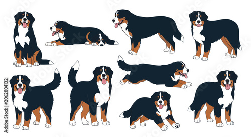Fotografie Bernese mountain dog character set in various active poses
