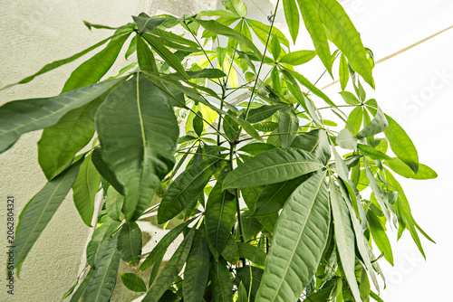 Photos A mature Pachira aquatica reaching the ceiling, with its greenish-gray bark and