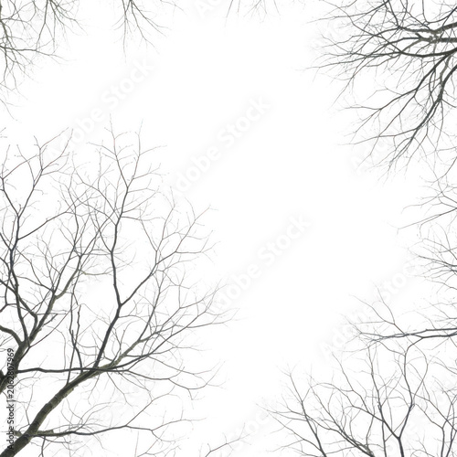 Bare tree branches silhouetted against a dark night sky isolated on transparent background