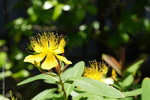 ビヨウヤナギの花