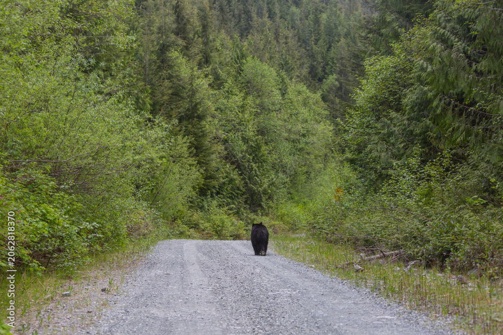 Obraz premium Black bear