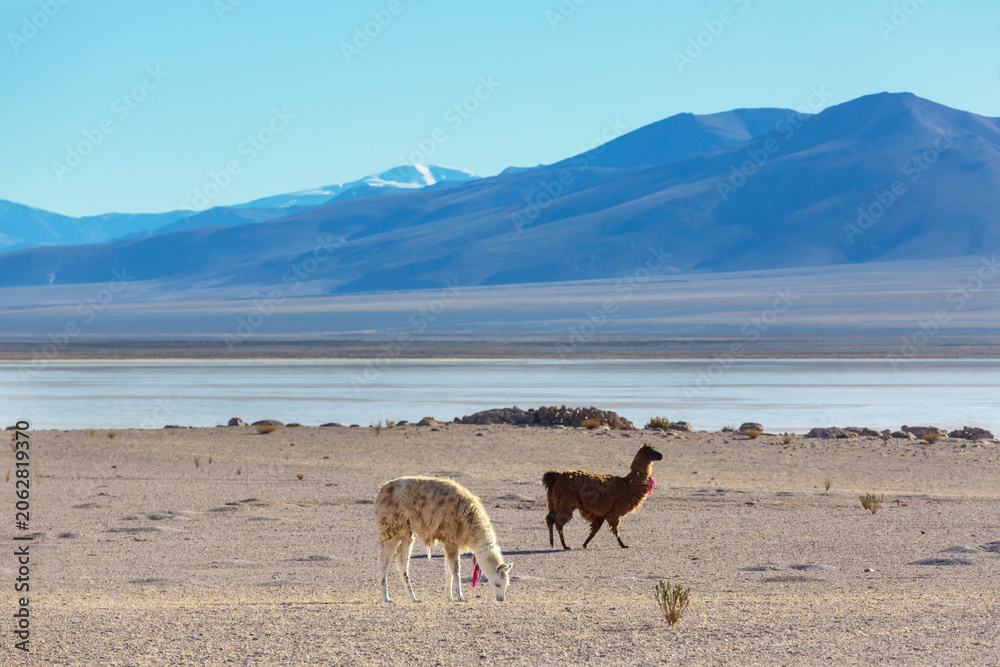 Fototapeta premium Llama