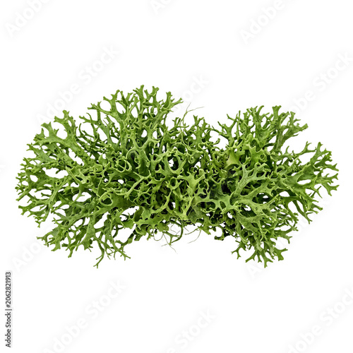 Green Reindeer Lichen Branch, Cladonia rangiferina, Isolated on White Background