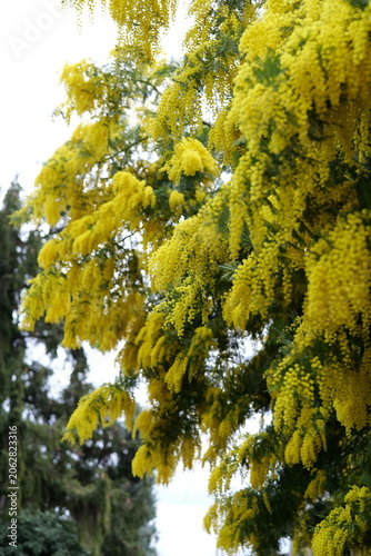 Close-up of yellow mimosa flowers blooming in nature
