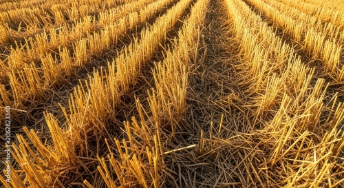 A close up view of dried straw stubble scattered across harvested agricultural land during a hot summer day, suitable for farming backgrounds, dusty, farming, hay