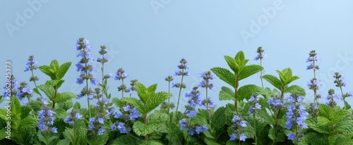 Mint leaves isolated on white are nature's sprightly elves for cooking and herbal magic