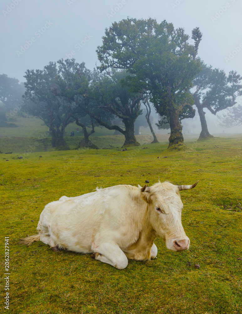 Naklejka premium A white cow lying down on a green grassy hill surrounded by mystical fog and ancient laurel trees in Fanal, Madeira.