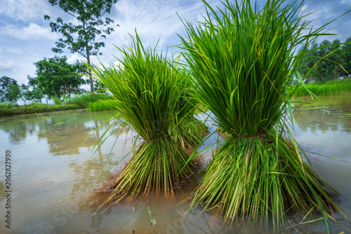 Rice seedlings that have been pulled up and tied together, ready for transplanting.