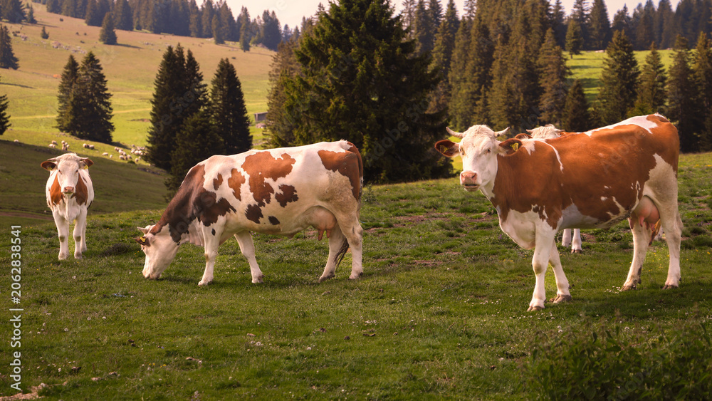 Obraz premium Cows grazing on a mountain pasture surrounded by evergreen forest. Traditional rural farming scene with livestock in a peaceful natural landscape