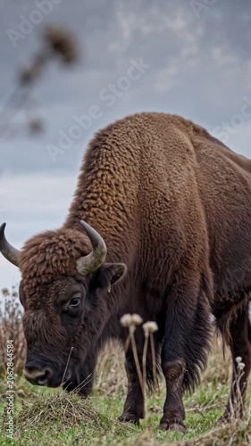 american bison in yellowstone national park