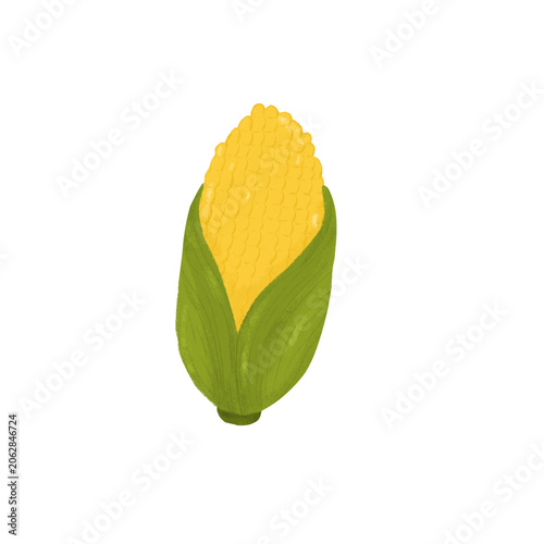 Corn pencil drawing illustration