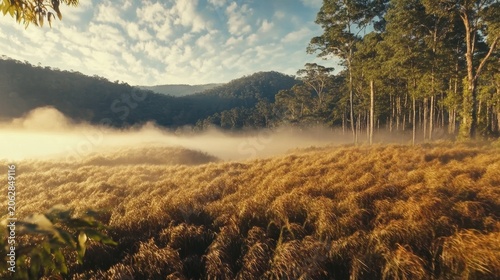 Golden sunrise illuminates a misty valley with a dense forest bordering a field of dry grass