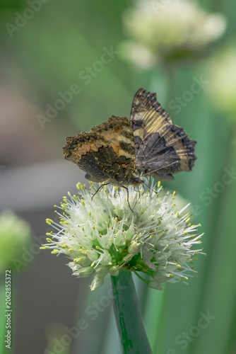 Butterflies sit on a green onion flower on a summer day