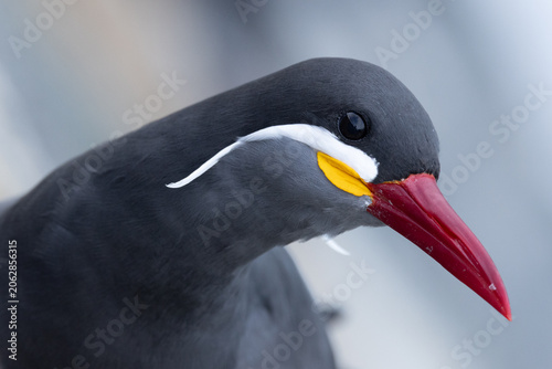View of an Inca tern, Larosterna inca, with its distinctive white moustache and bright red beak in Chile.