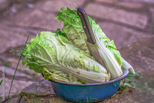 A cup of Chinese salad harvest on a summer day