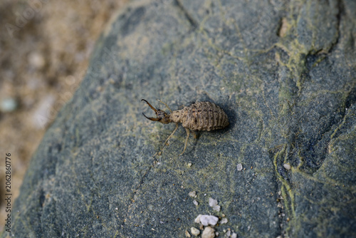 Photography the larva of the ant lion