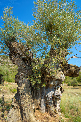 A majestic, centuries-old olive tree stands in the Sierra de Godall, its twisted trunk a testament to time and resilience under a clear sky
