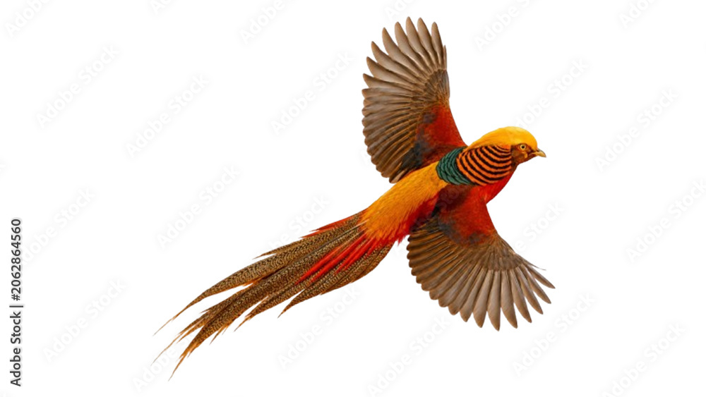 Fototapeta premium Exotic Golden Pheasant Bird Flying in Mid-Air Isolated JPEG on Transparent Background