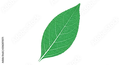 Canvastavla Single green leaf closeup detail.