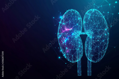 Medical & Kidney Health: a luminous, blue-toned wireframe model of a pair of kidneys against a dark background, symbolizing nephrology and advanced medical understanding.