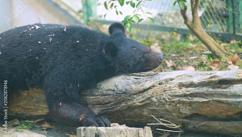 asiatic black bear hugging big trunk in sleeping position in the afternoon, black bear in the woods, formosan bear in the zoo