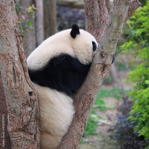 side portrait of young panda chilling on tree, close up of panda hiding in high tree