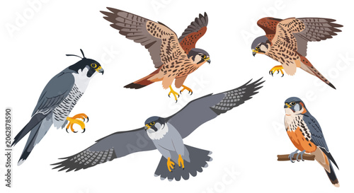 Obraz na płótnie Falcons and kestrels in various flying and perched poses