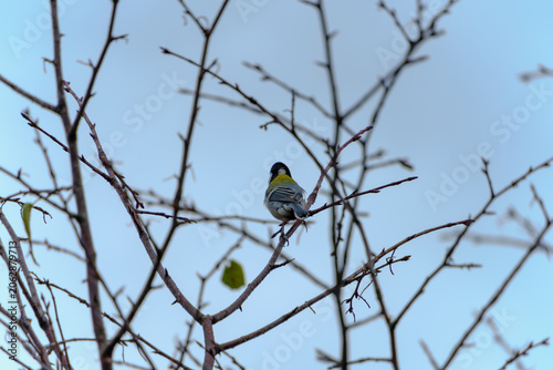 Obraz na plátně Japanese Tit Parus Minor Perching on Tree Branch Against Blue Sky in Winter