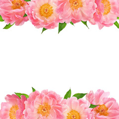 Coral peony flowers in border floral arrangements isolated on white or transparent background