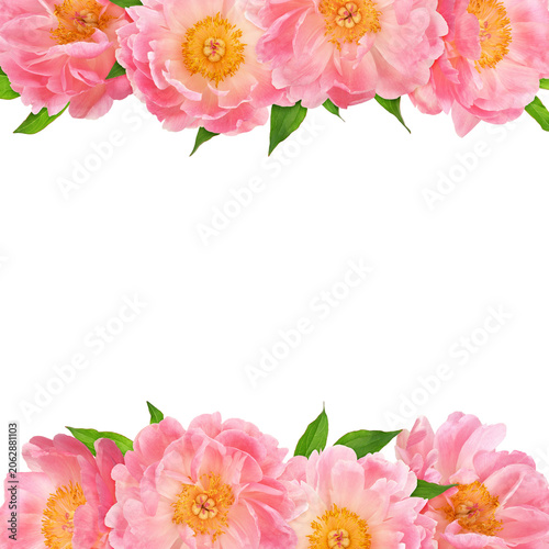 Coral peony flowers in bord...