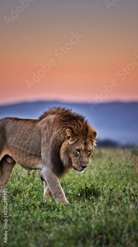 lion in the grass